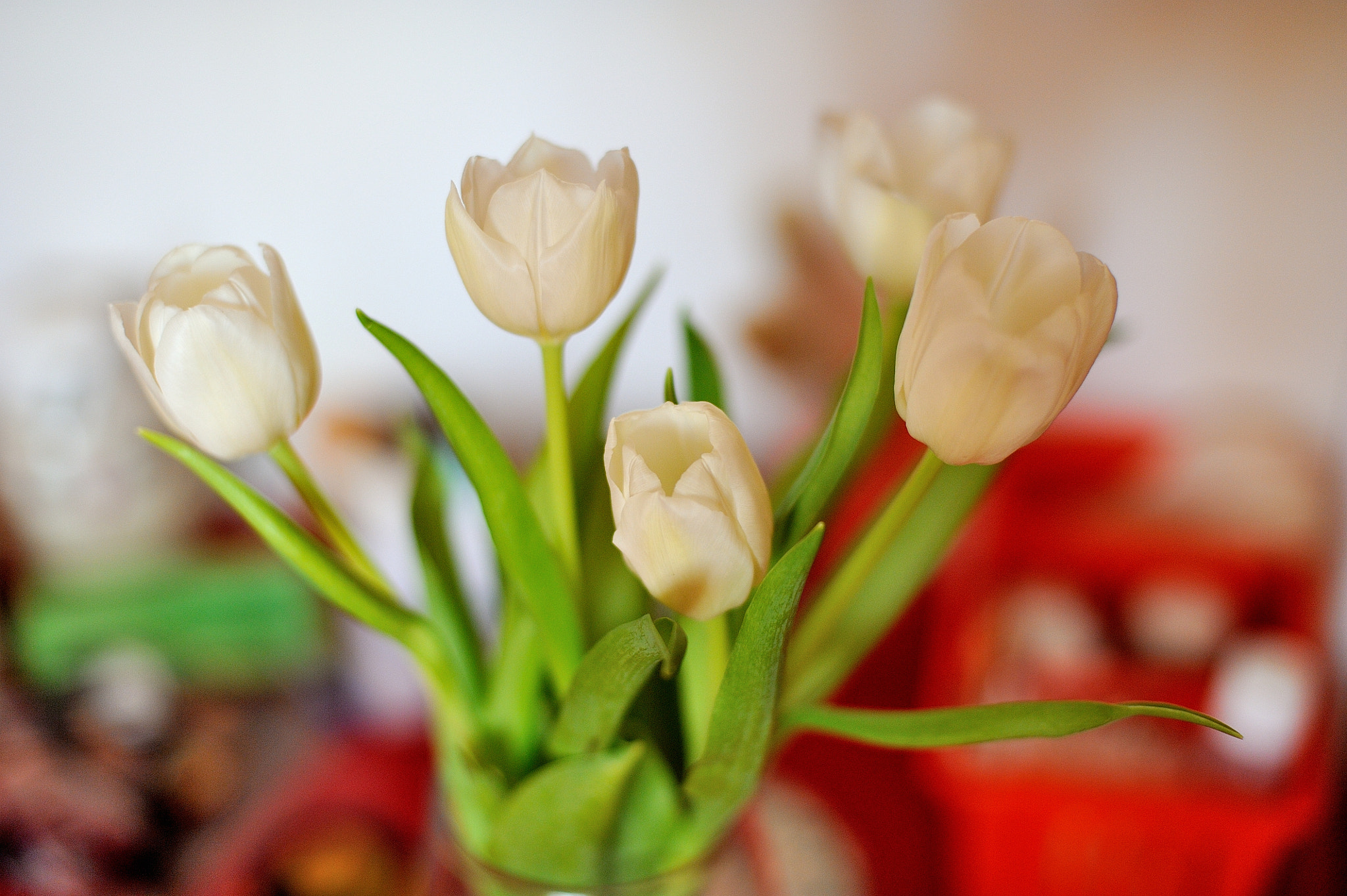 Nikon D700 + Nikon AF Nikkor 50mm F1.4D sample photo. Tulips photography