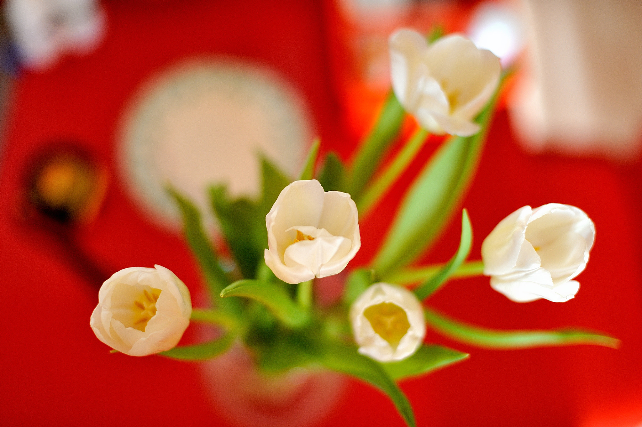 Nikon D700 sample photo. Tulips photography