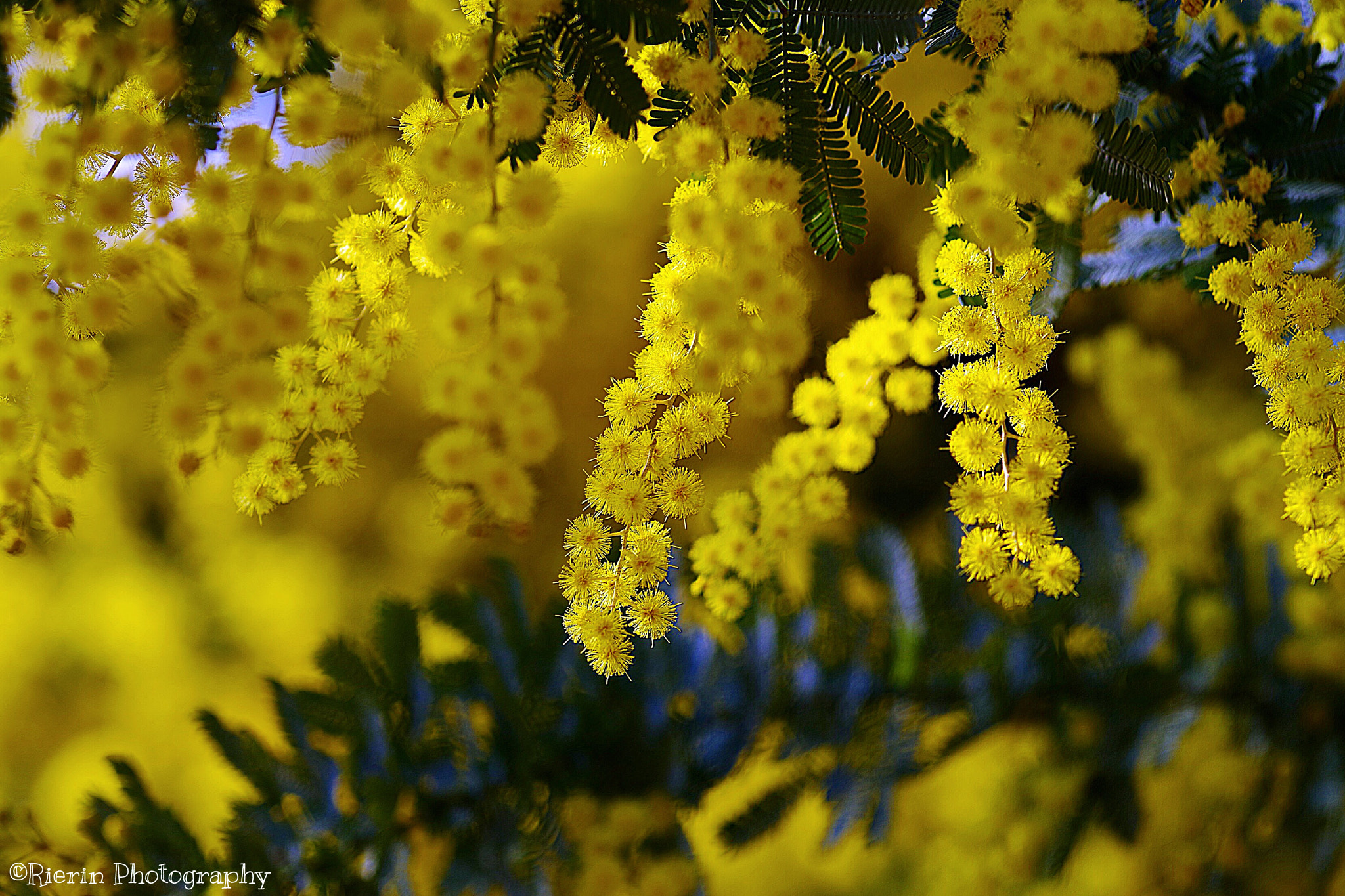 Pentax K-1 sample photo