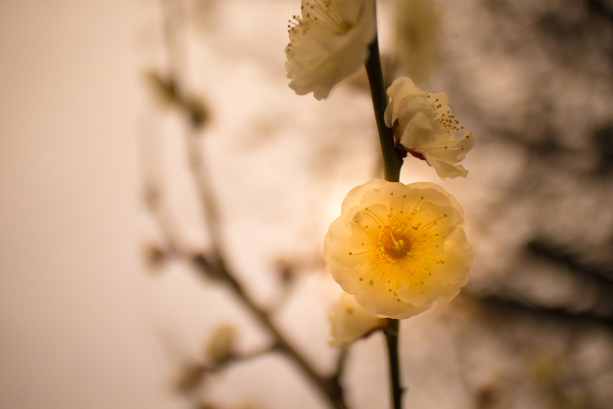 Canon EF-M 22mm F2 STM sample photo. 0019_ photography
