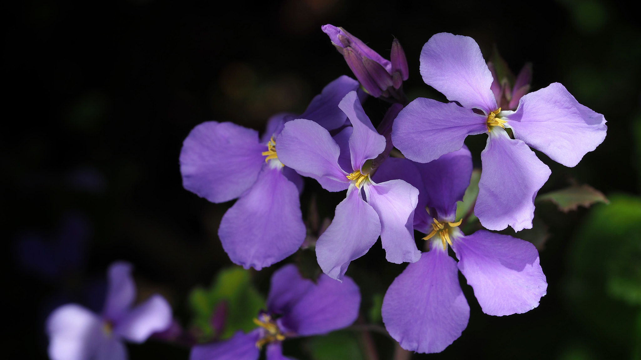 Olympus M.Zuiko Digital ED 60mm F2.8 Macro sample photo. Orychophragmus violaceus photography