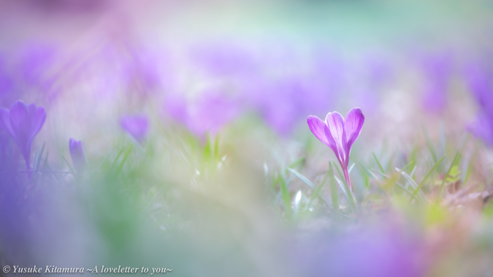 Tamron 18-270mm F3.5-6.3 Di II PZD sample photo. Crocus colors photography