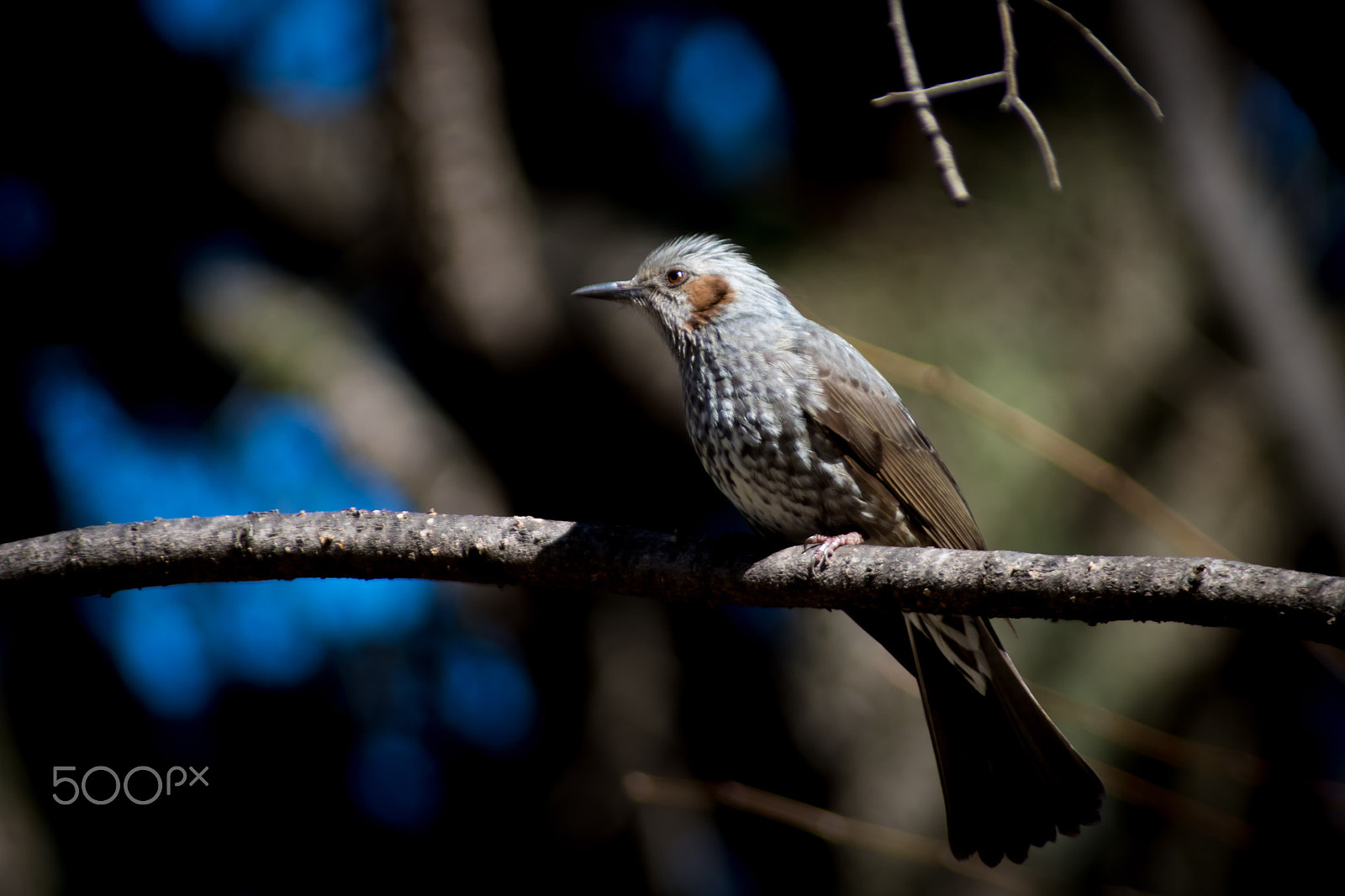 Pentax K-S2 + Sigma sample photo. Brown-eared bulbul photography