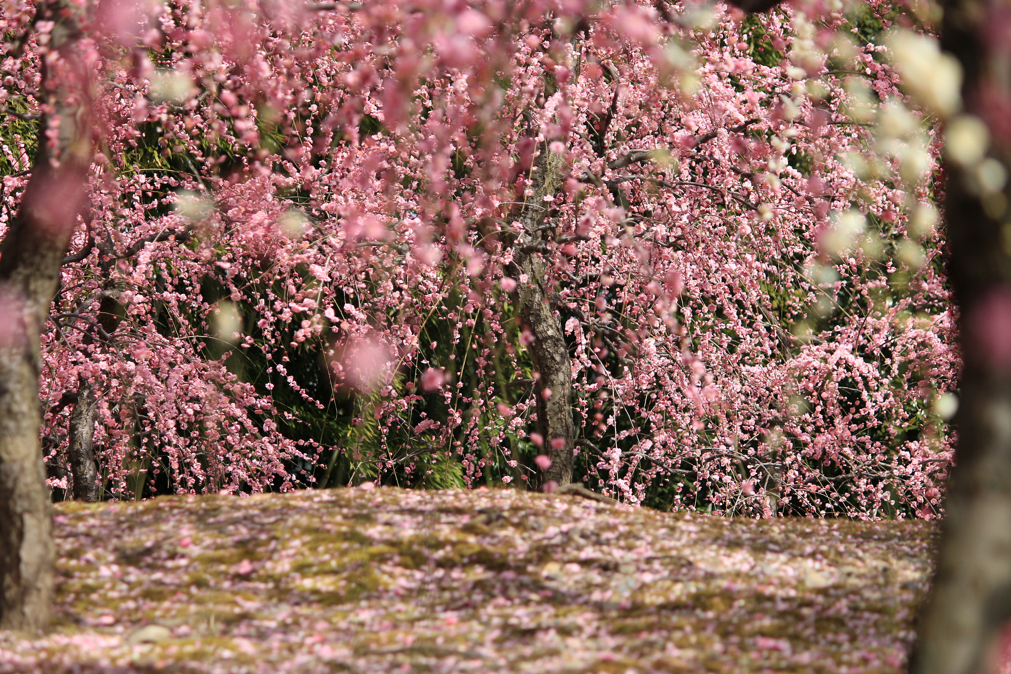 Canon EF-S 55-250mm F4-5.6 IS II sample photo. Sway photography