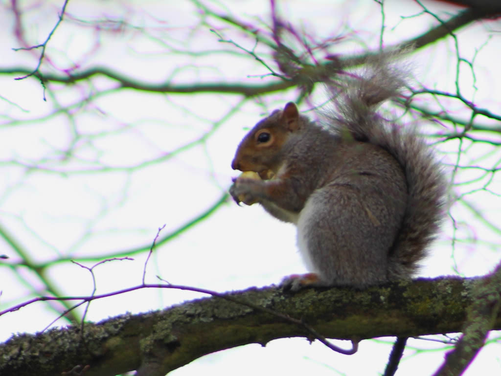 Canon EOS 1300D (EOS Rebel T6 / EOS Kiss X80) + EF75-300mm f/4-5.6 sample photo. Cambridge squirrel photography