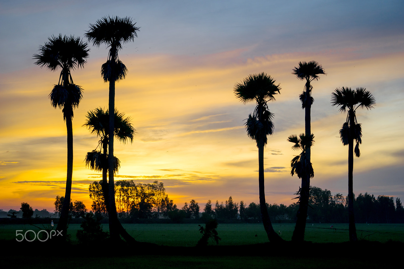 Sony a7 + Sony FE 70-200mm F4 G OSS sample photo. Sunshine in tinh bien photography