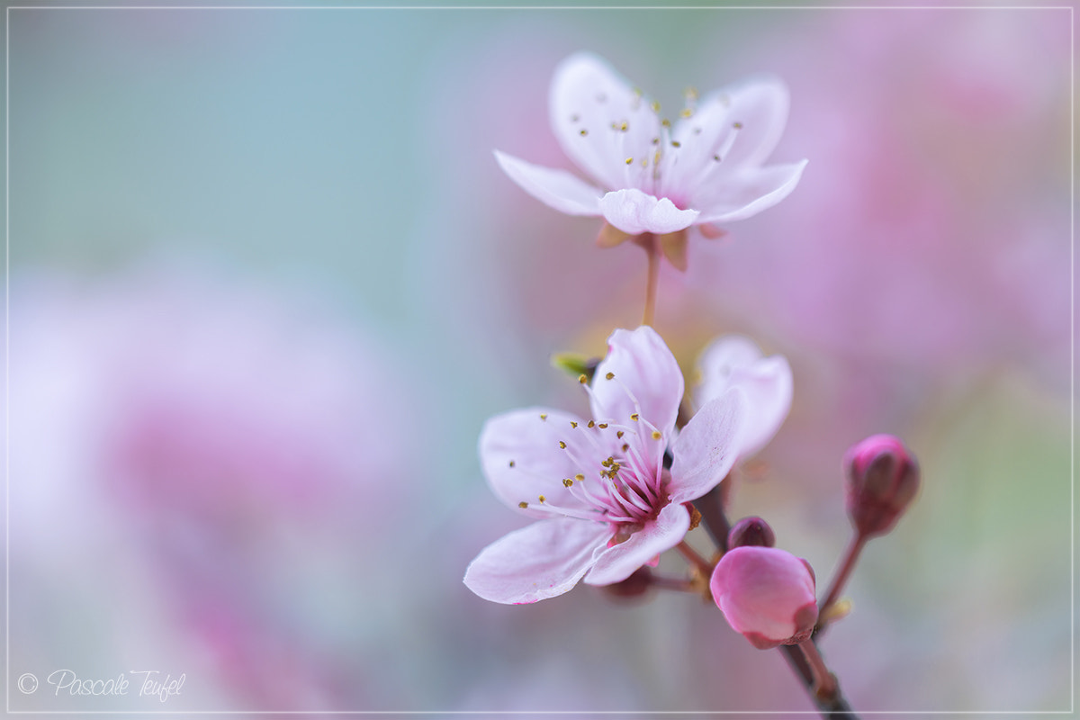 Sigma 150mm F2.8 EX DG Macro HSM sample photo. Emanating sun, light and joy photography