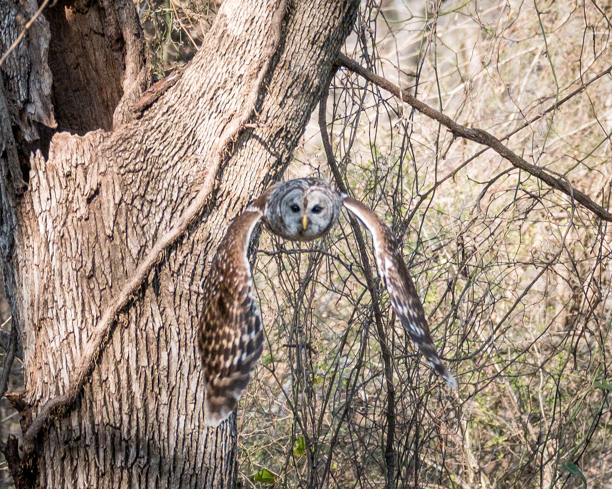 XF100-400mmF4.5-5.6 R LM OIS WR + 1.4x sample photo. Leaving the nest photography