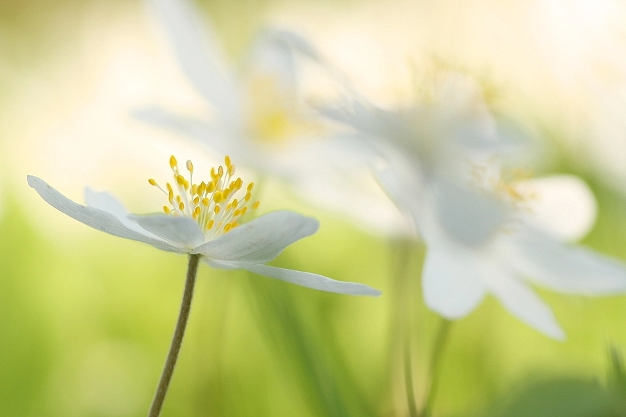 Canon EF-S 55-250mm F4-5.6 IS sample photo. Tanz der anemonen photography