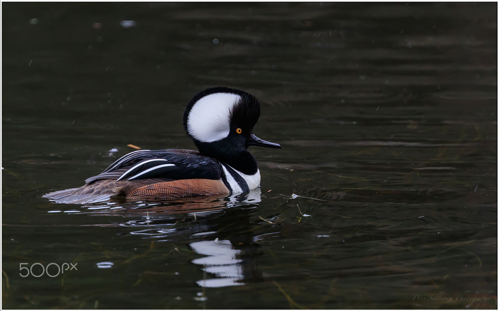 Canon EOS-1D X Mark II sample photo. Hooded merganser photography