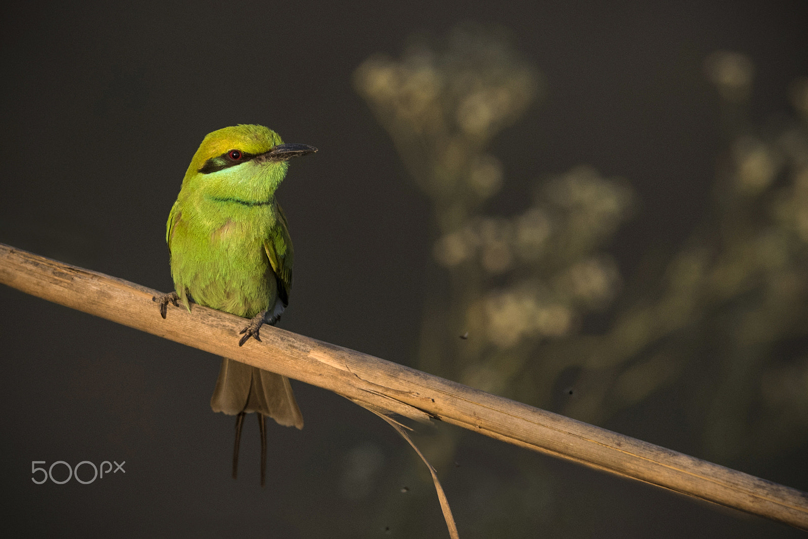 Nikon D750 + Nikon AF-S Nikkor 600mm F4G ED VR sample photo. Wonders of nature: green bee-eater photography