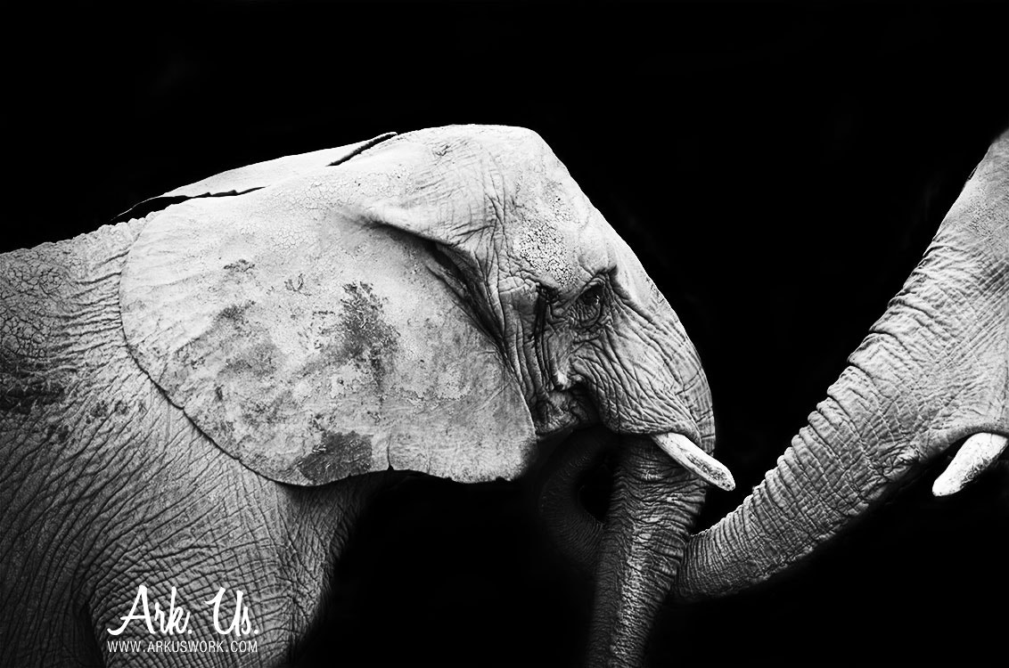 Pentax K-5 II sample photo. Elephant photography