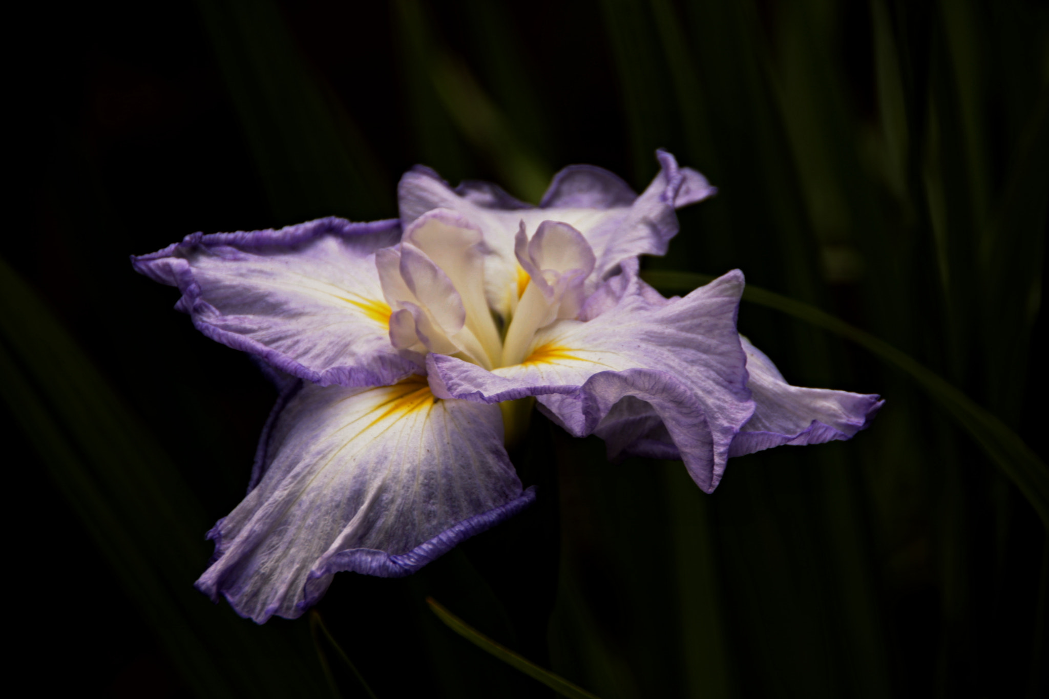 Canon EOS 40D sample photo. Iris (明治神宮) photography