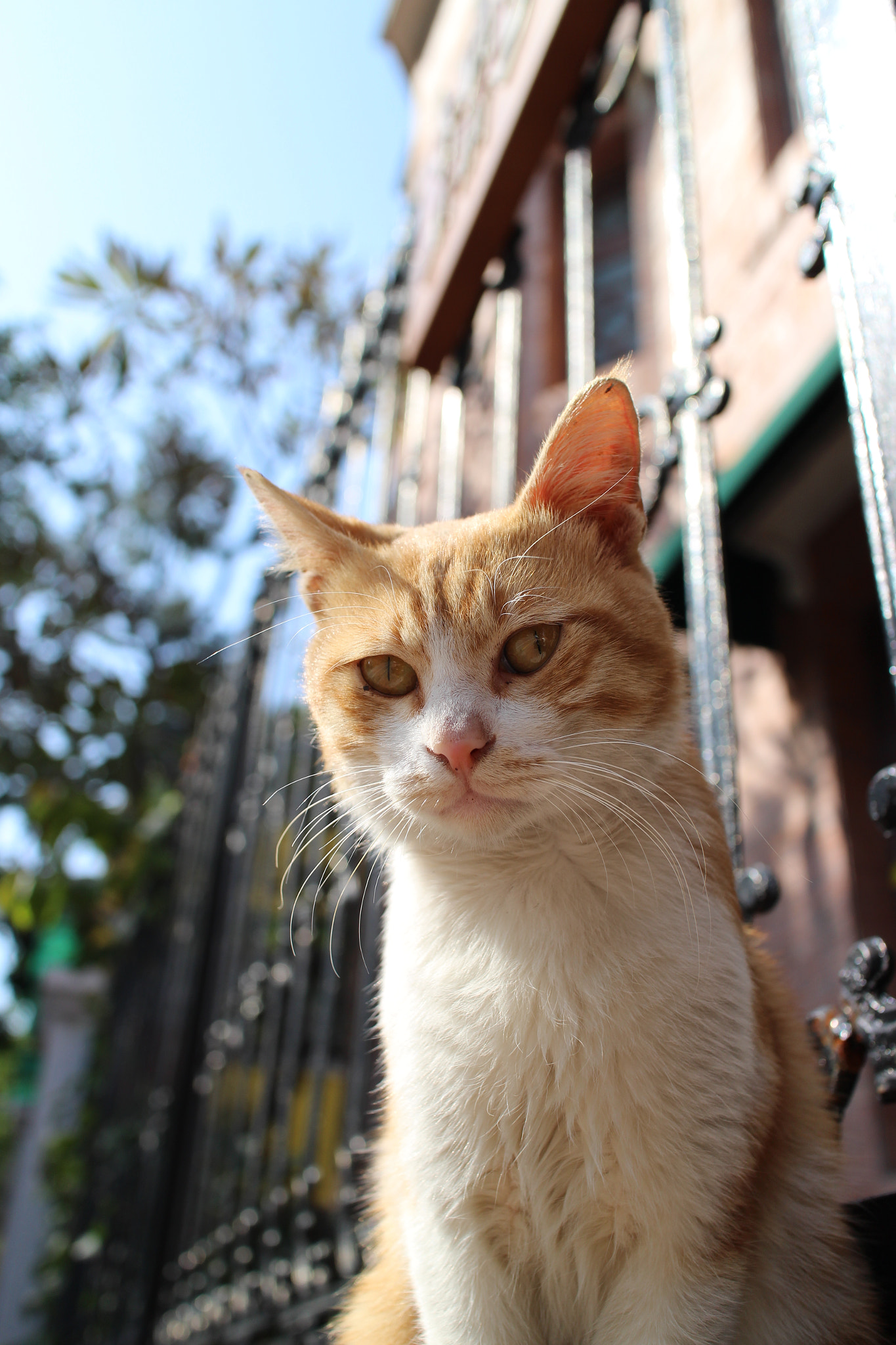 Canon EOS M2 sample photo. Img photography