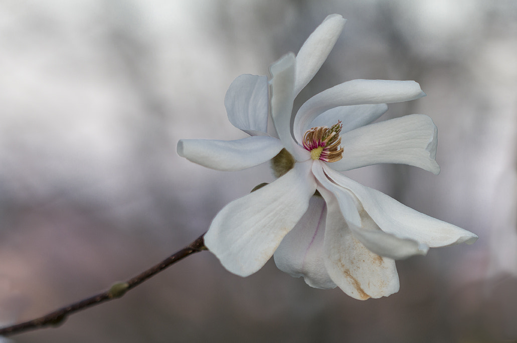 Canon EF 100mm F2.8 Macro USM sample photo. Blanca photography