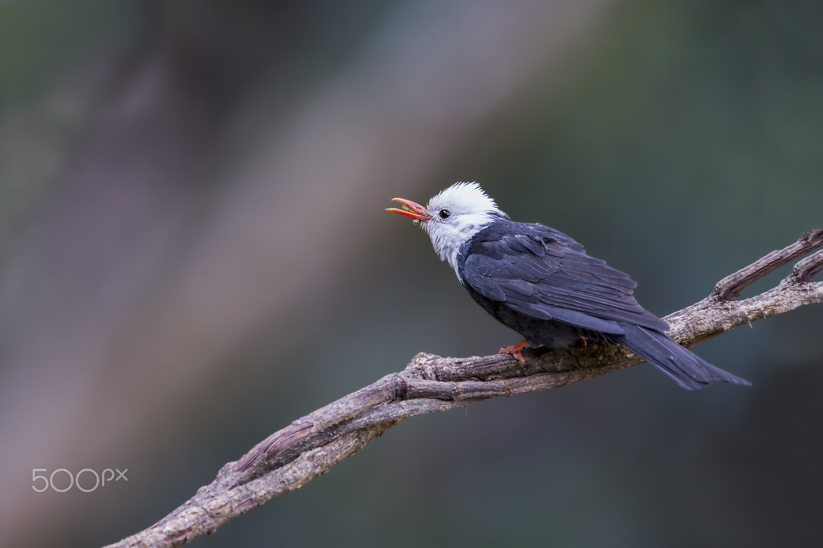 Nikon AF-S Nikkor 600mm F4E FL ED VR sample photo. White-headed black bulbul photography