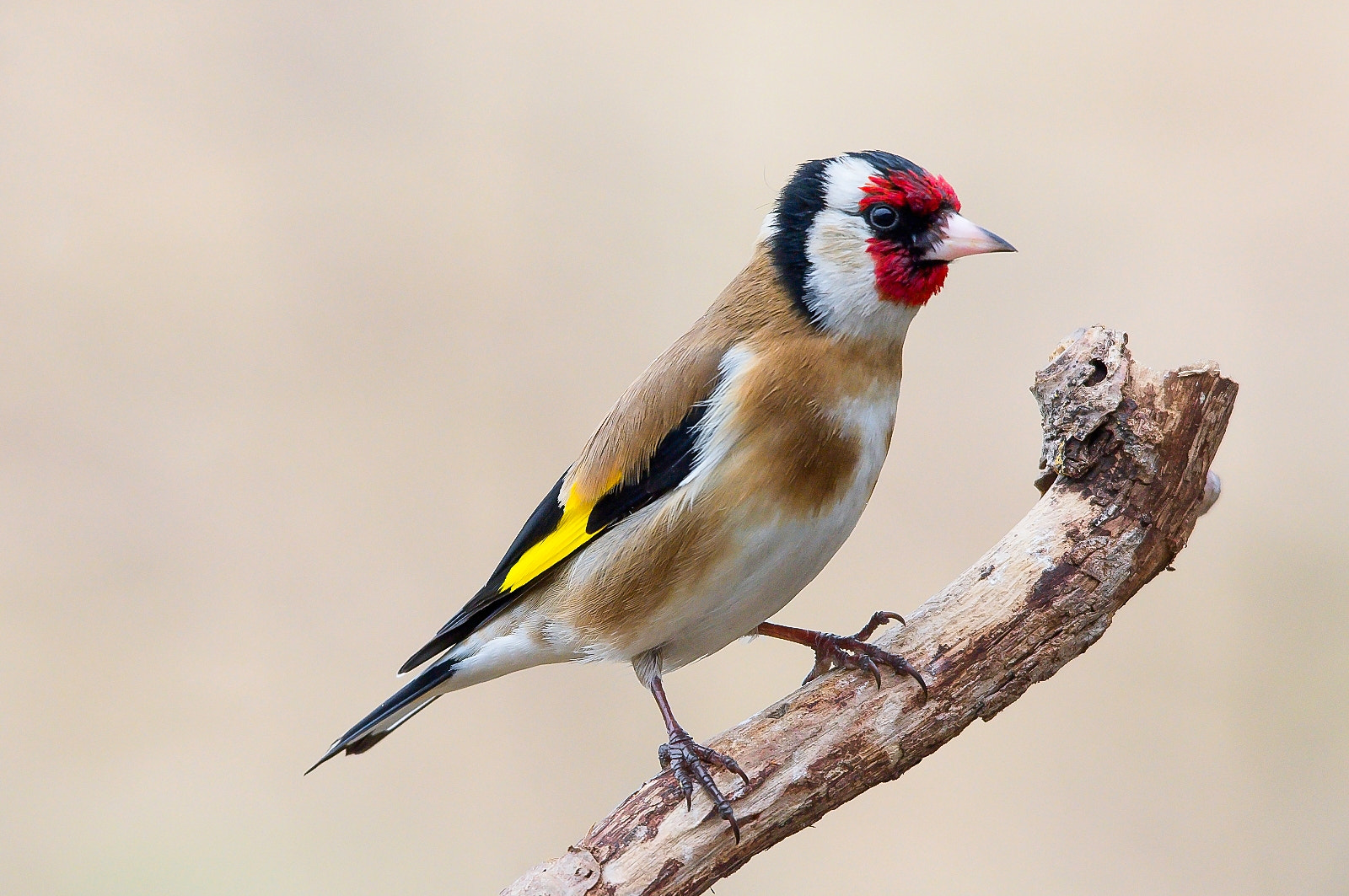 Sigma 120-400mm F4.5-5.6 DG OS HSM sample photo. Goldfinch photography