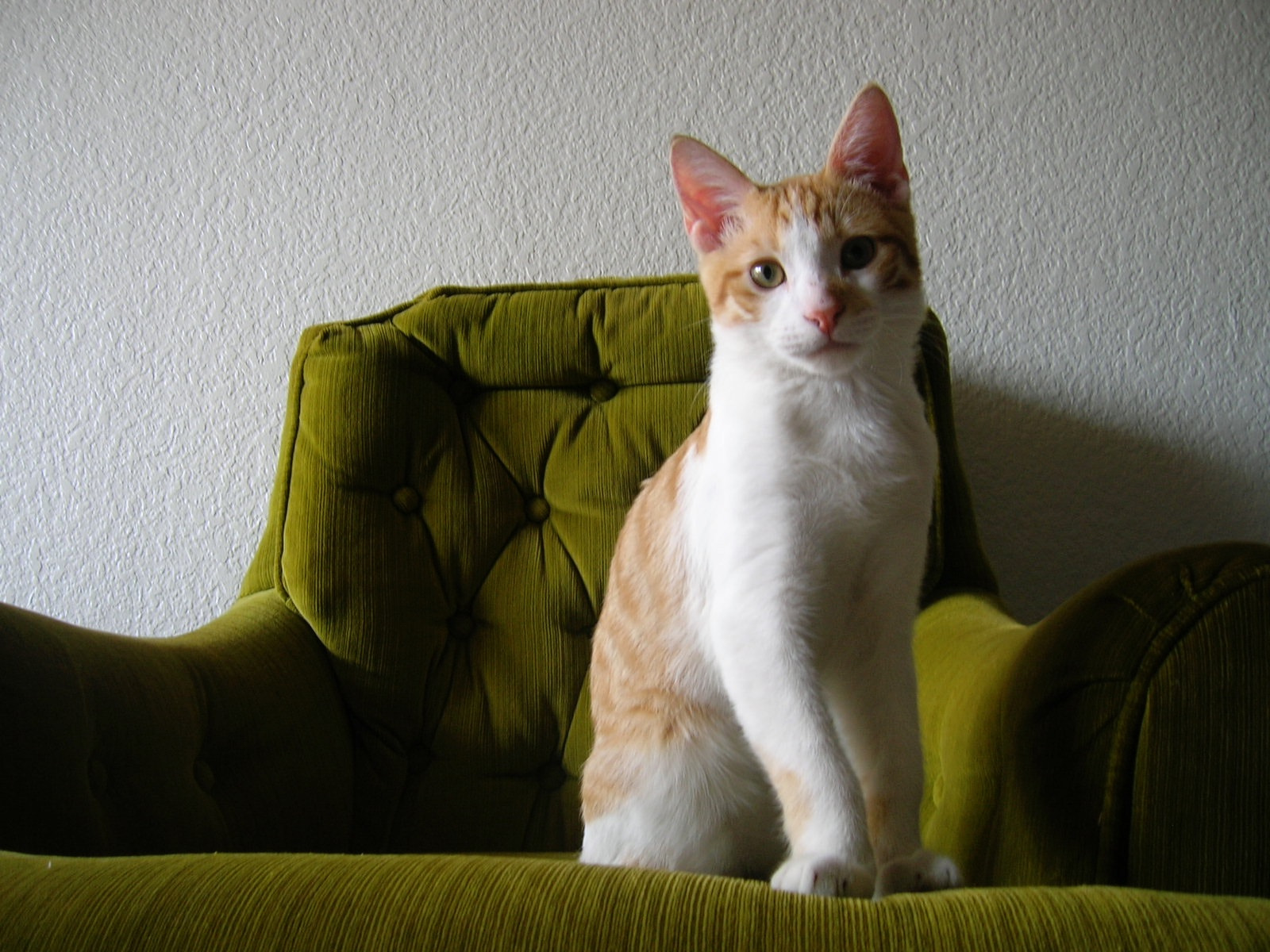 Nikon E4600 sample photo