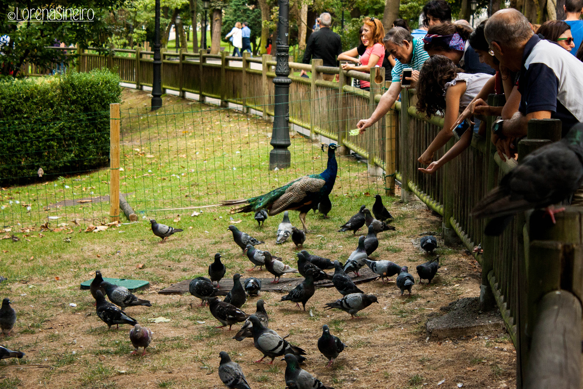 Canon EOS 1000D (EOS Digital Rebel XS / EOS Kiss F) sample photo. Peacock in the park photography