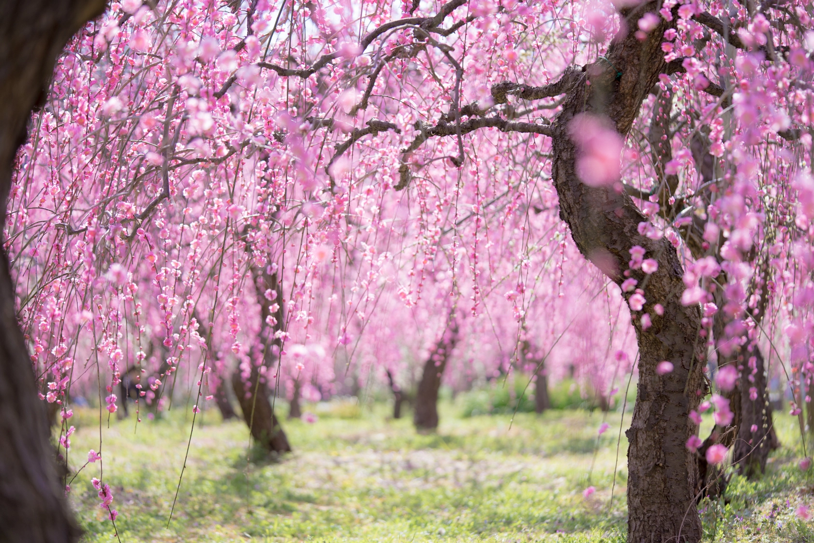 Sony a7 II + Sony FE 90mm F2.8 Macro G OSS sample photo. Weeping plum photography