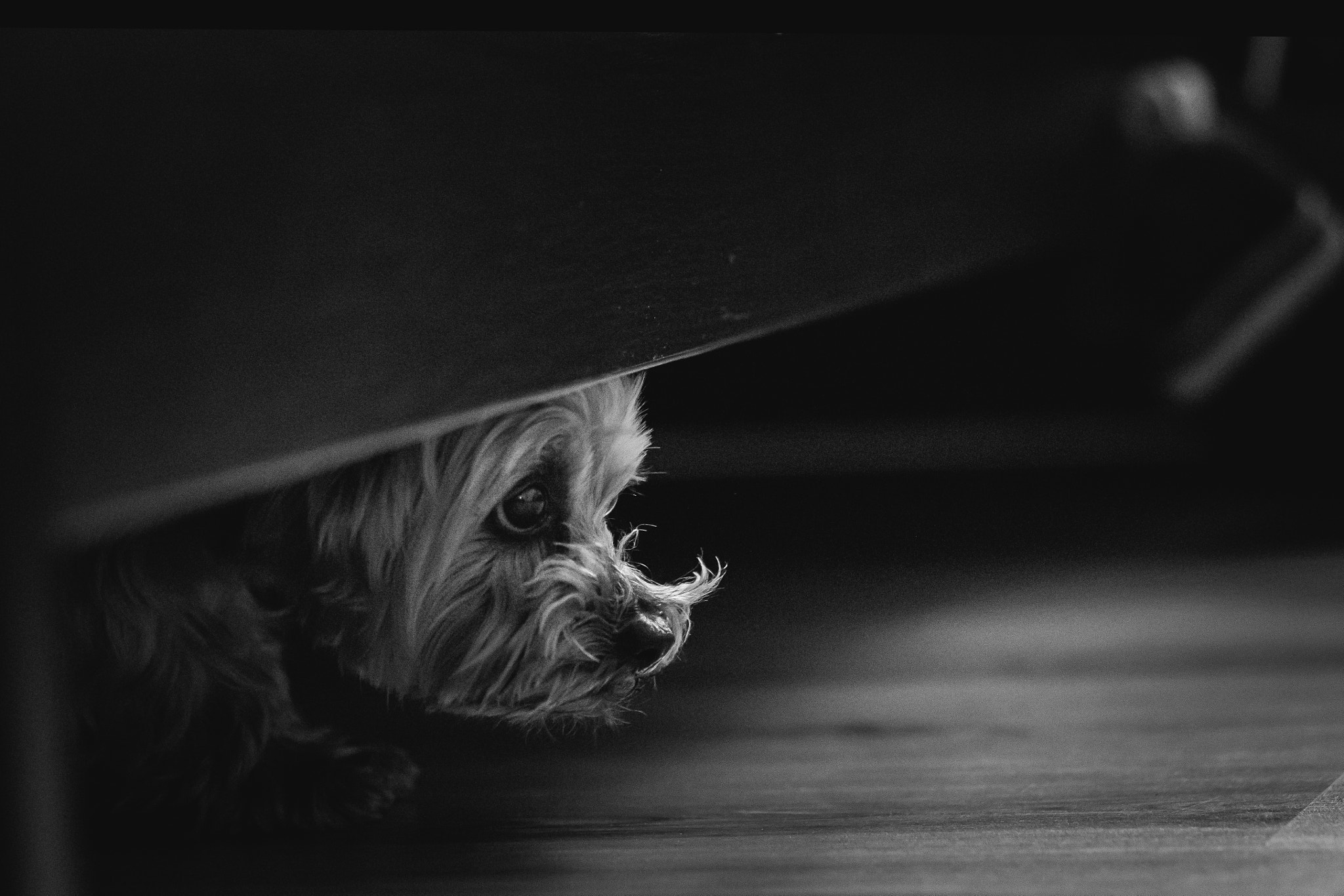 Canon EOS 70D + Canon EF 85mm F1.8 USM sample photo. My lovely. photography