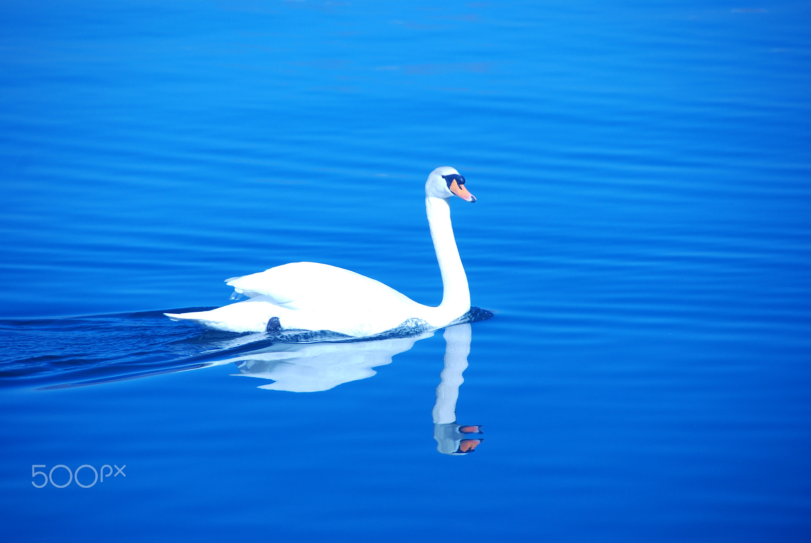 Nikon D80 sample photo. Cigno photography