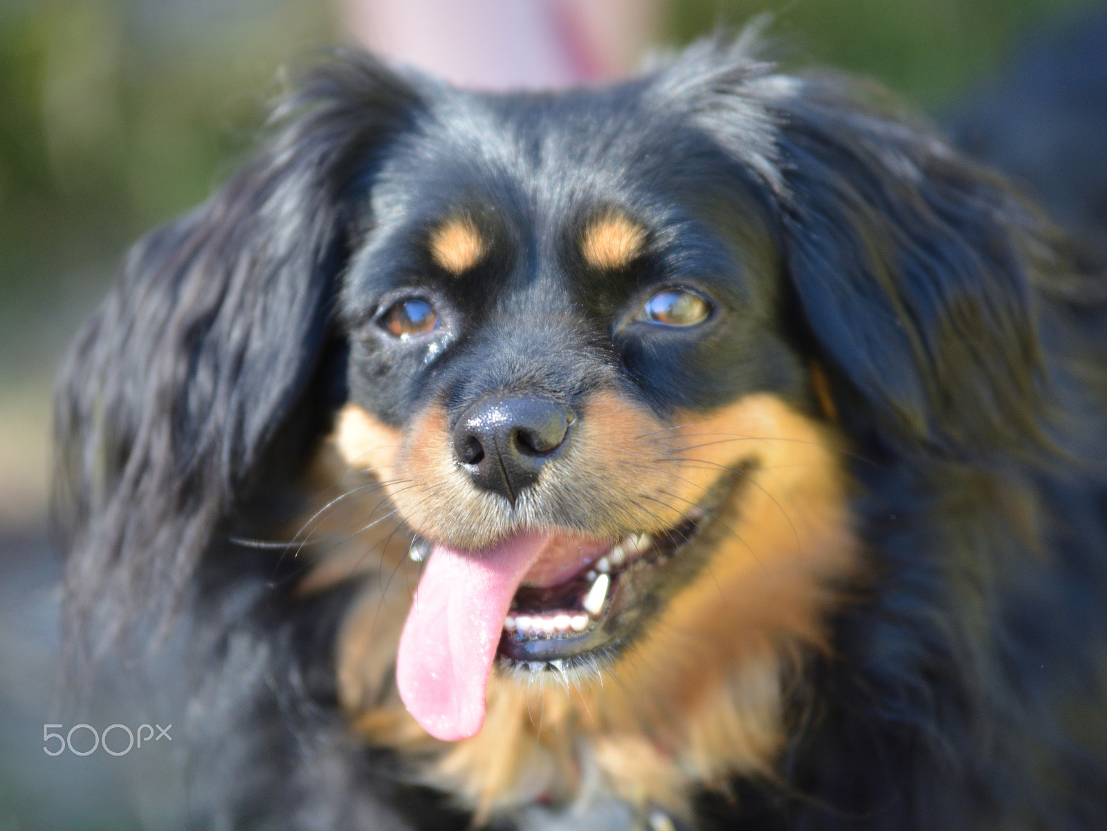Nikon D600 sample photo. Molly photography