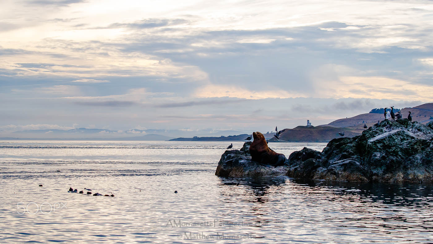Canon EOS-1D X Mark II sample photo. A king and his castle photography