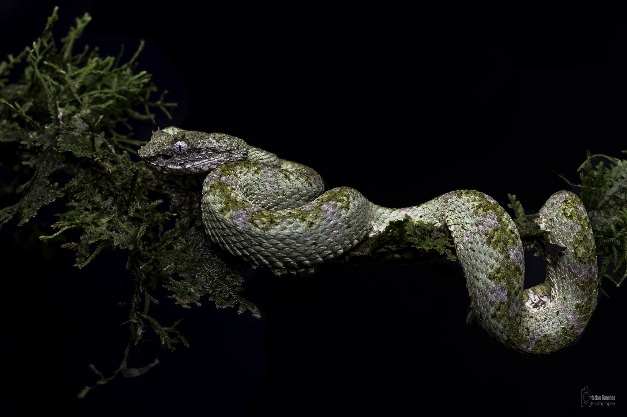 Nikon AF-S Micro-Nikkor 105mm F2.8G IF-ED VR sample photo. Eyelash viper photography