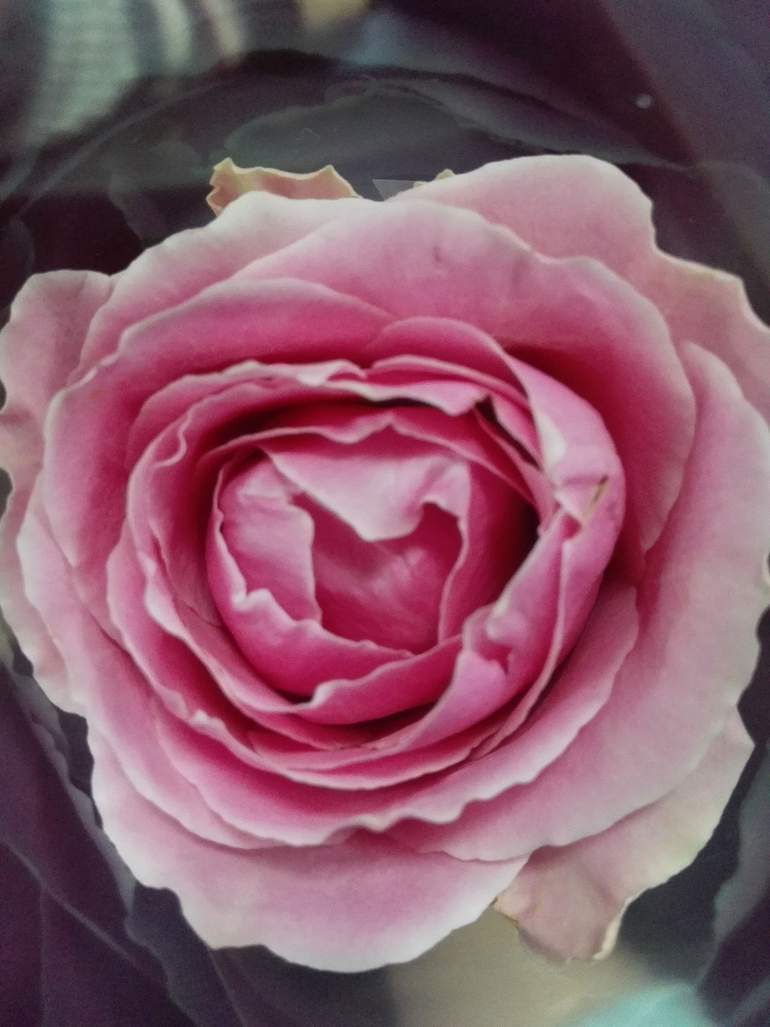HUAWEI P7-L10 sample photo. Happy international women's day! photography