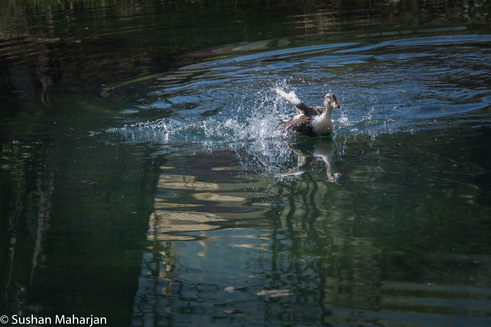 Canon EF-S 55-250mm F4-5.6 IS II sample photo