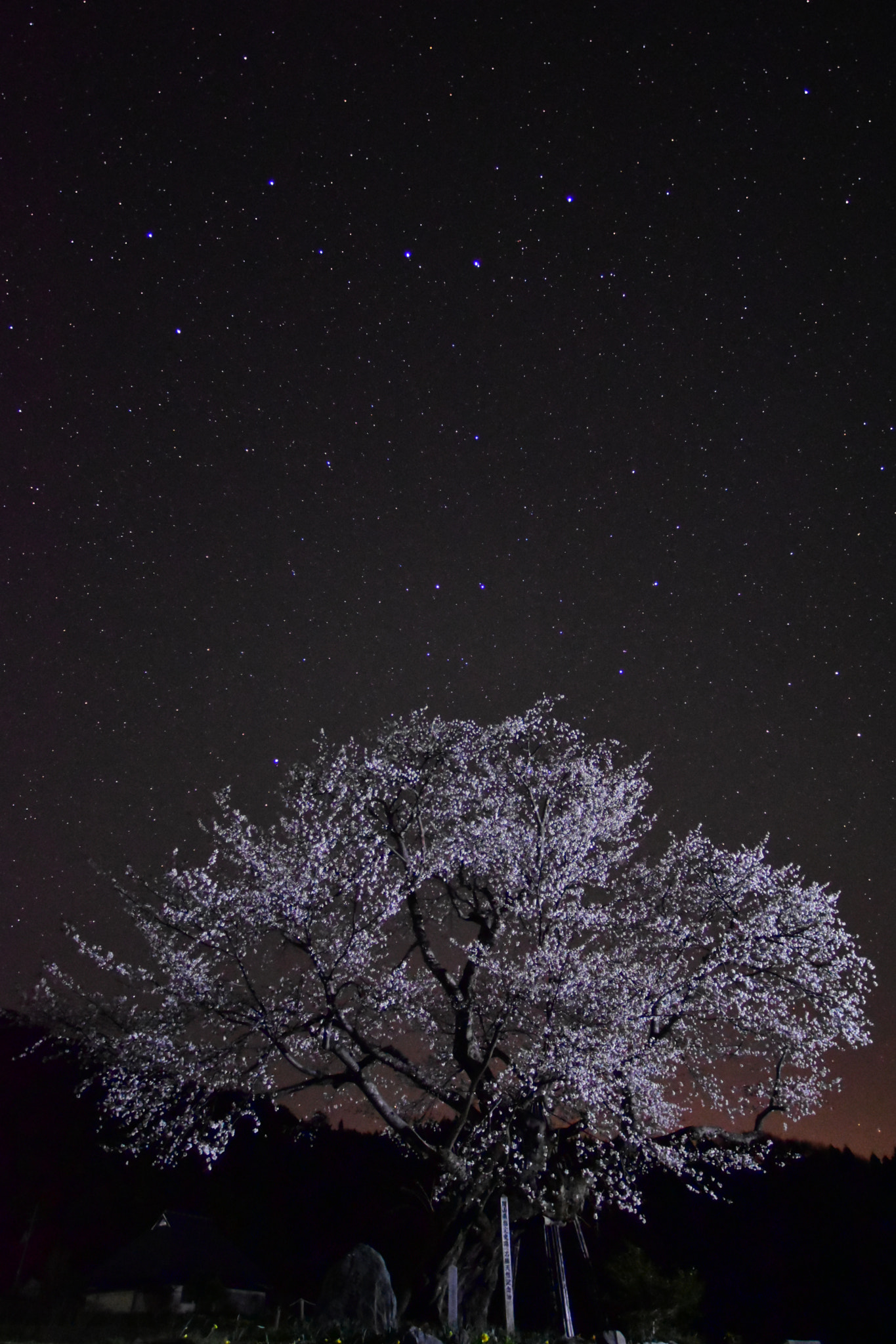 Nikon D5500 + Nikon AF Nikkor 14mm F2.8D ED sample photo. The big dipper and cherry tree photography