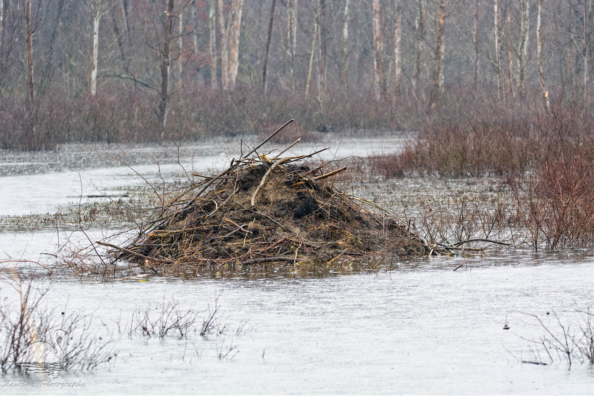 Sigma 150-600mm F5-6.3 DG OS HSM | C sample photo. Rainy day on the beaver pond photography