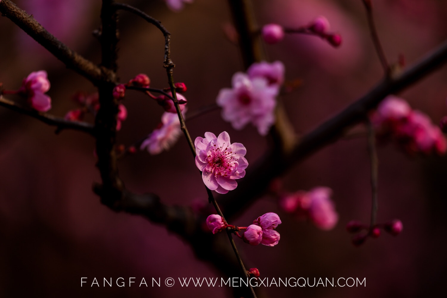Canon EF 100-400mm F4.5-5.6L IS USM sample photo. Plum garden photography