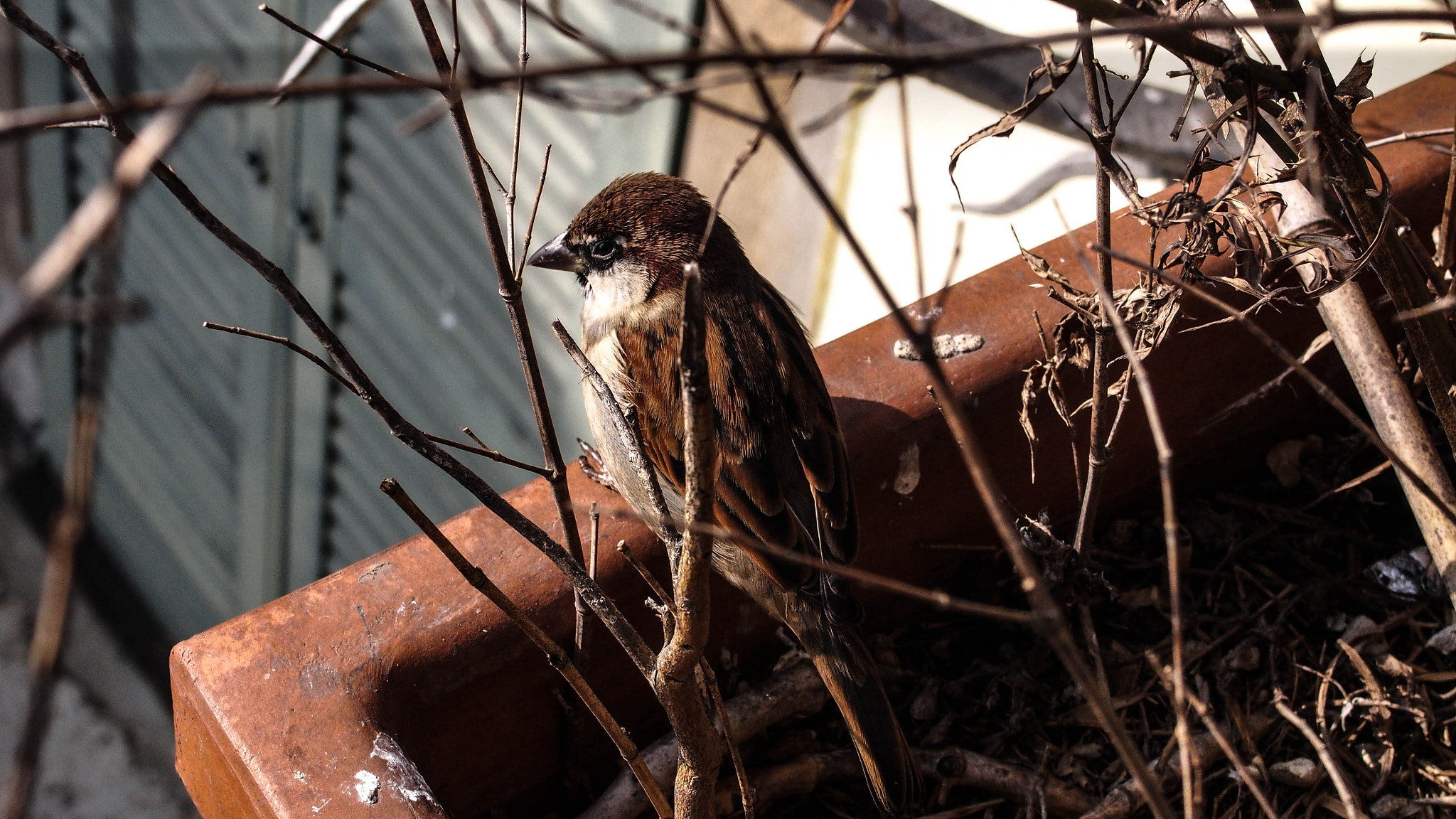 Olympus PEN E-PL5 sample photo. Hide and seek photography