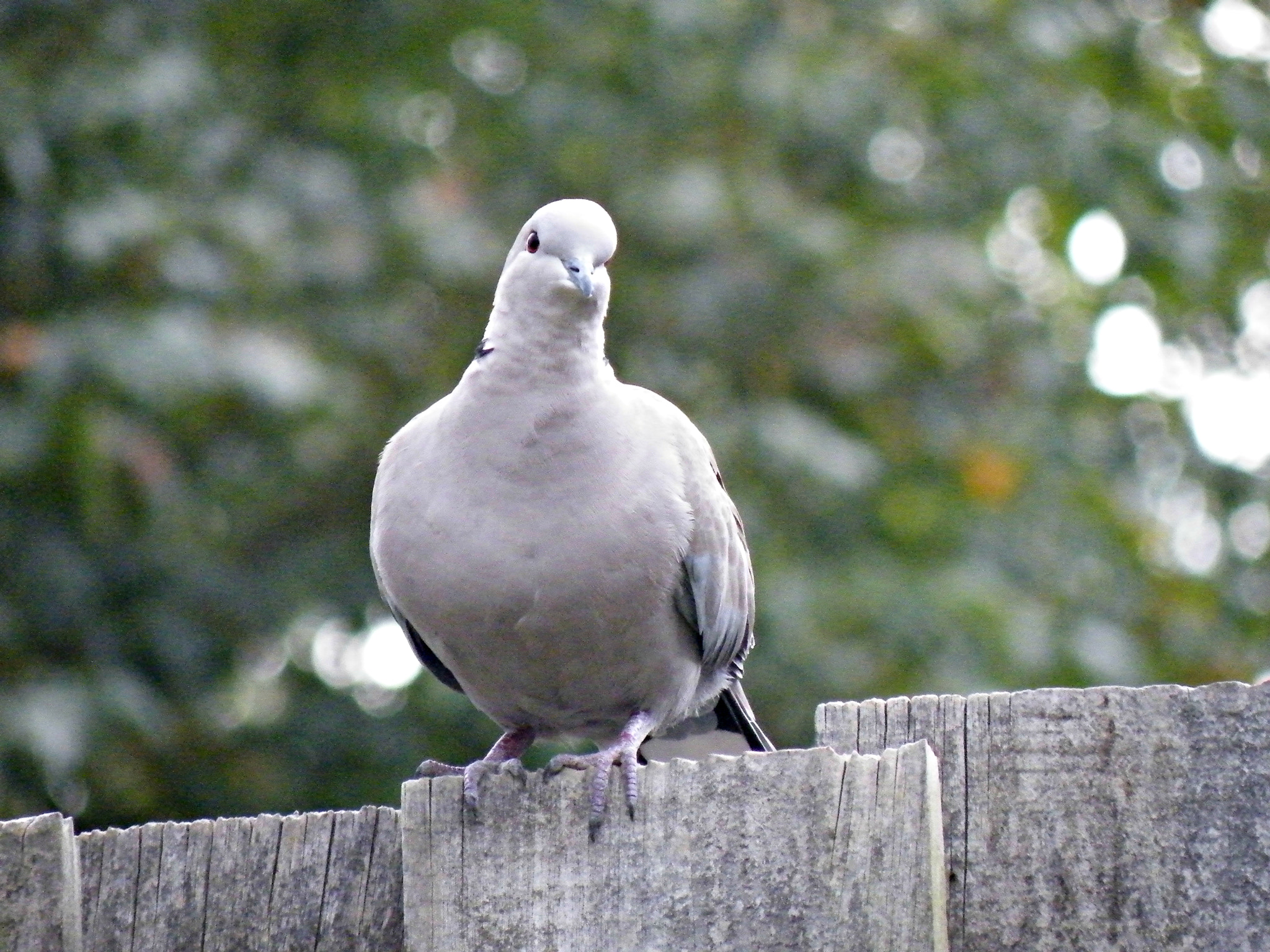 Fujifilm FinePix S8100fd sample photo. Pigeon photography