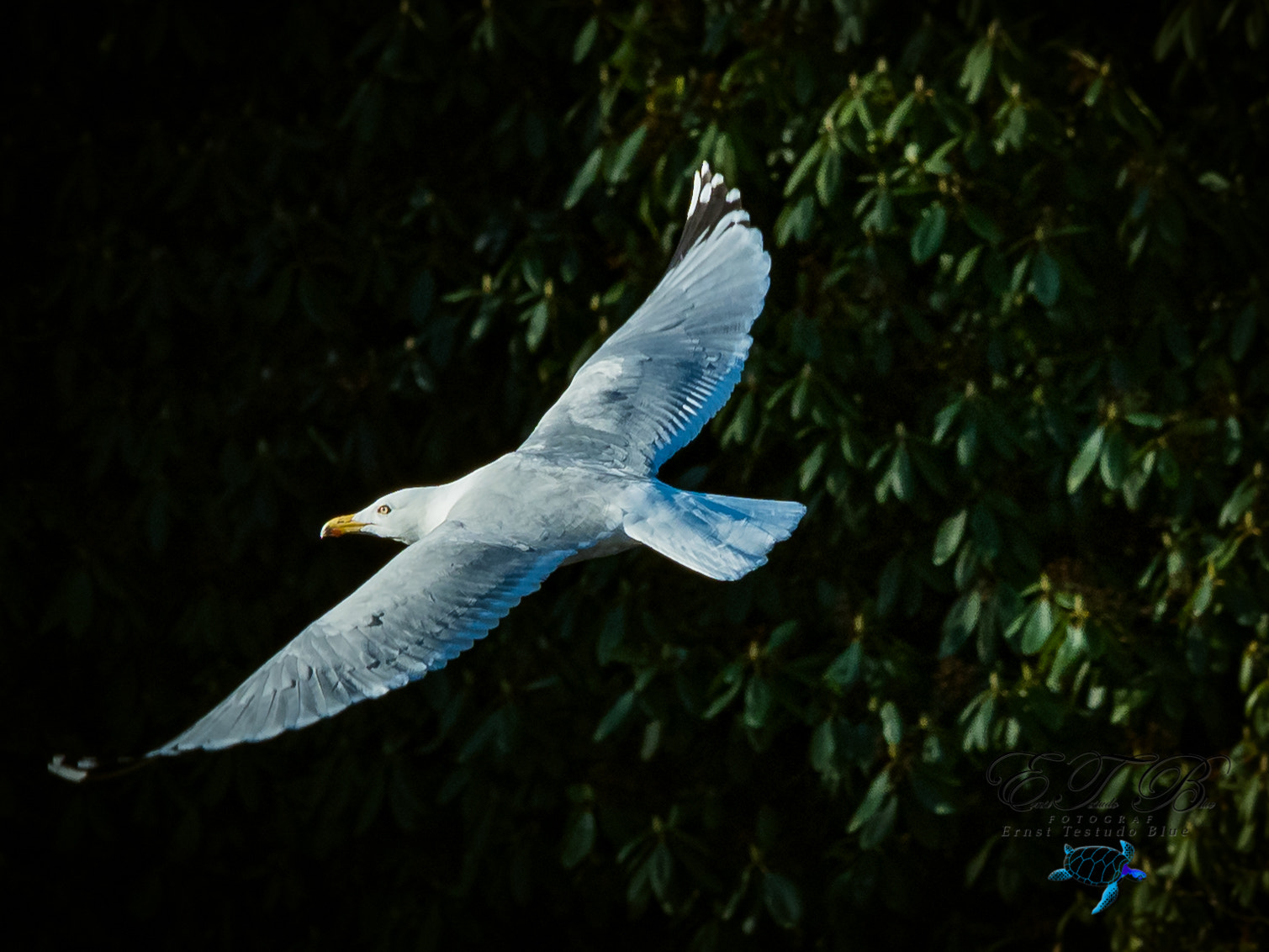 Olympus OM-D E-M1 Mark II + Olympus M.Zuiko Digital ED 40-150mm F2.8 Pro sample photo. Larus argentatus herring gull photography