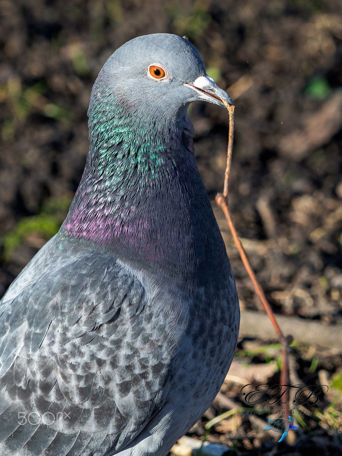 Olympus OM-D E-M1 Mark II + Olympus M.Zuiko Digital ED 40-150mm F2.8 Pro sample photo. Dove collect sticks to its nest photography