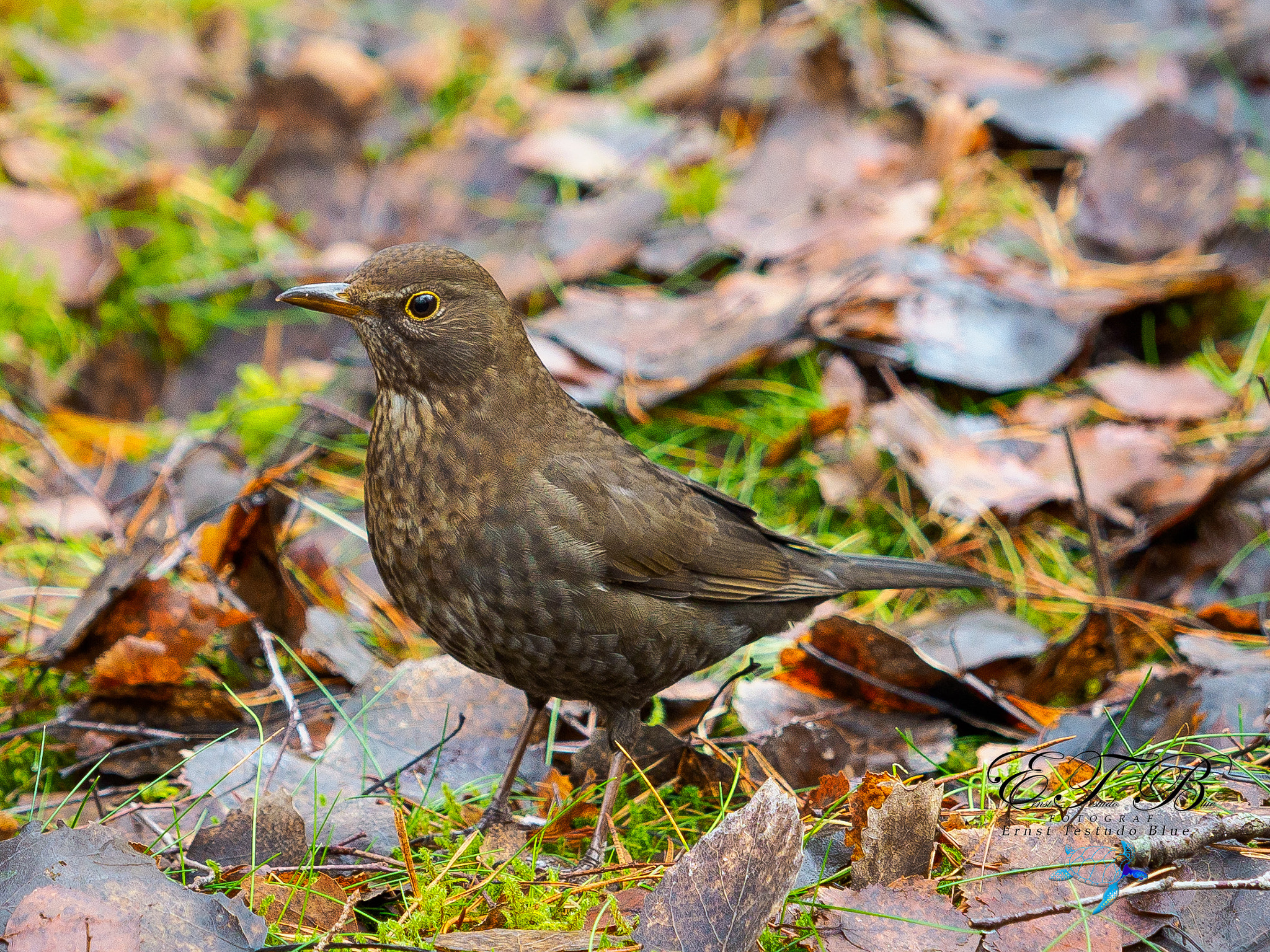 Olympus OM-D E-M1 Mark II + Olympus M.Zuiko Digital ED 40-150mm F2.8 Pro sample photo. Turdus merula blackbird photography