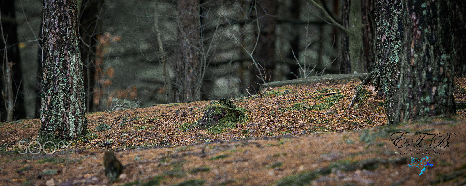 Olympus OM-D E-M1 Mark II + Olympus M.Zuiko Digital ED 40-150mm F2.8 Pro sample photo. Skog photography