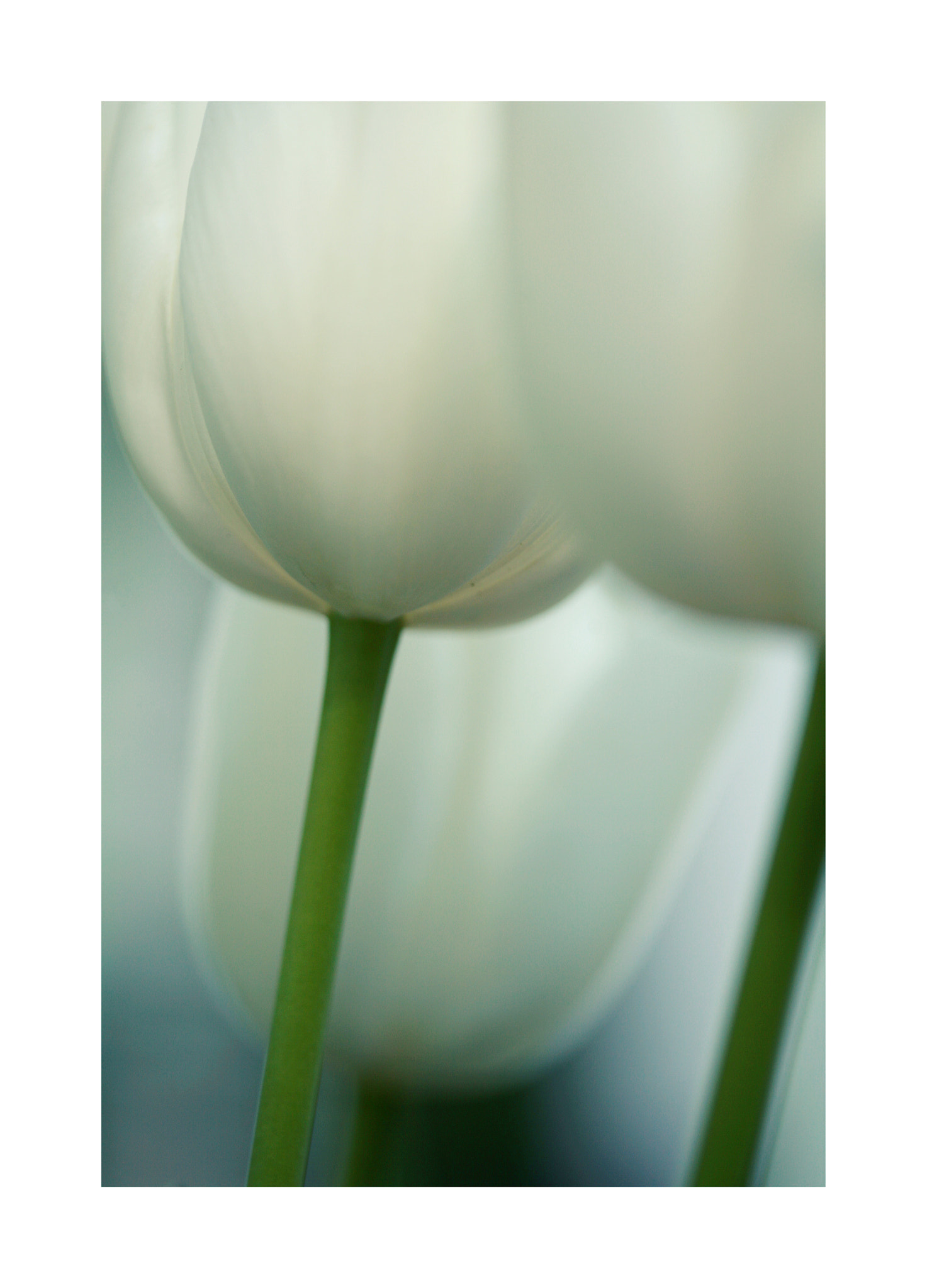 Canon EOS 5D sample photo. Tulips so white photography