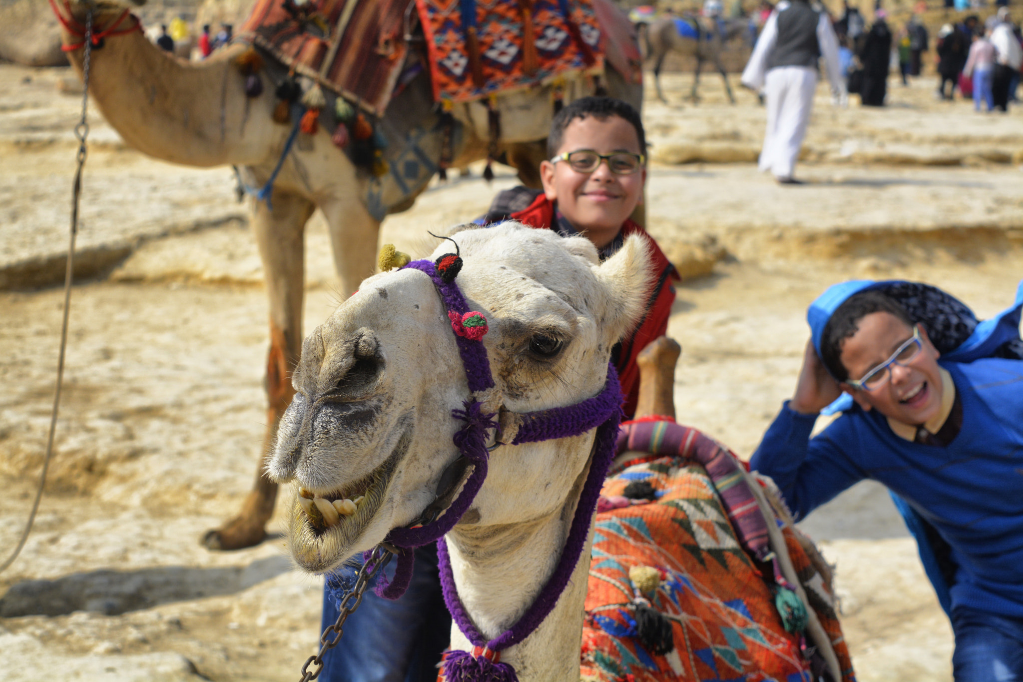 Nikon D5200 + Nikon AF-S Nikkor 500mm F4E FL ED VR sample photo. Camel beauty photography