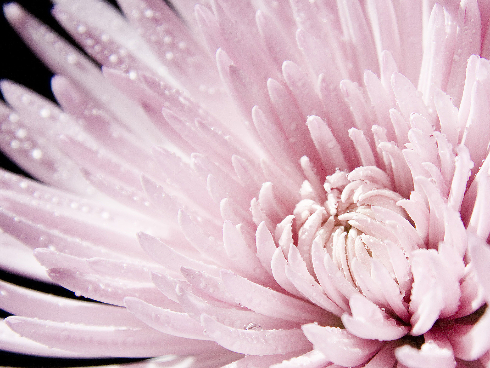 Canon EF-S 17-85mm F4-5.6 IS USM sample photo. Just pink photography