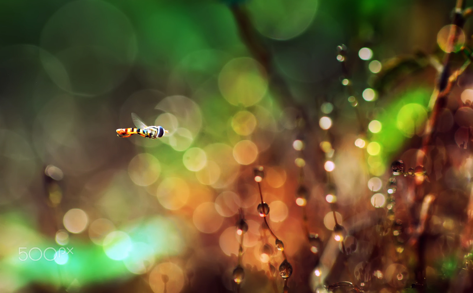 Nikon D60 sample photo. Flying photography