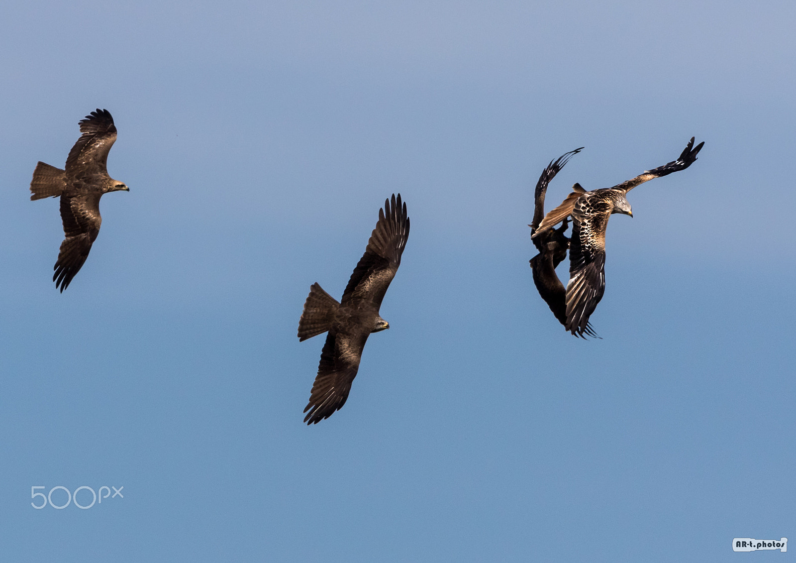 Canon EF 500mm F4L IS USM sample photo. Black kite chasing a red kite photography