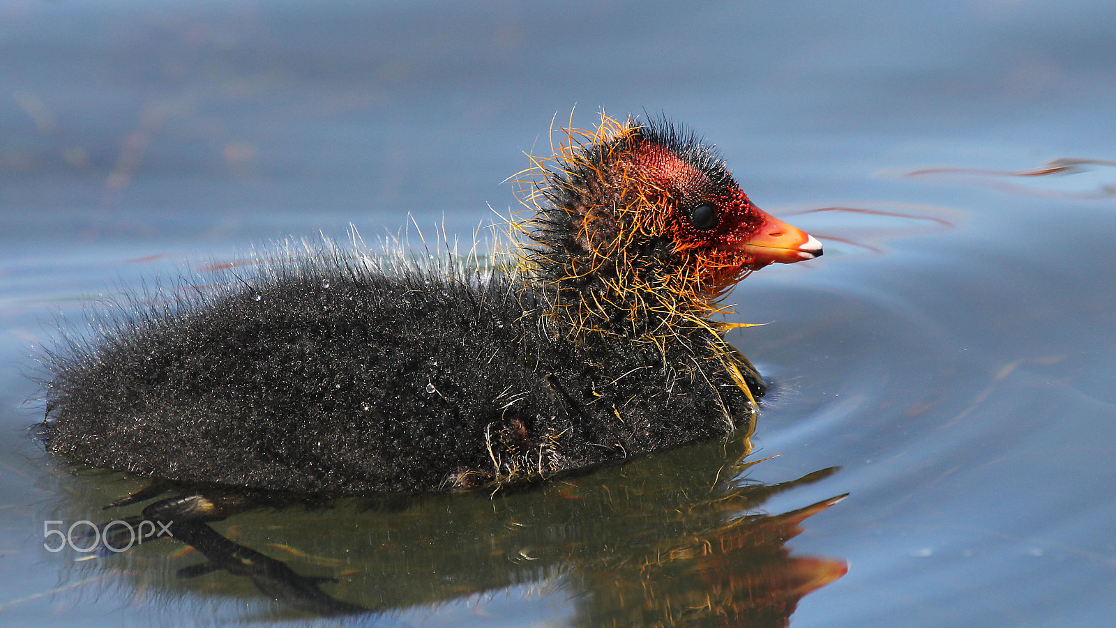 Canon EOS 60D + Canon EF 100-400mm F4.5-5.6L IS USM sample photo. Cute of ugly? photography