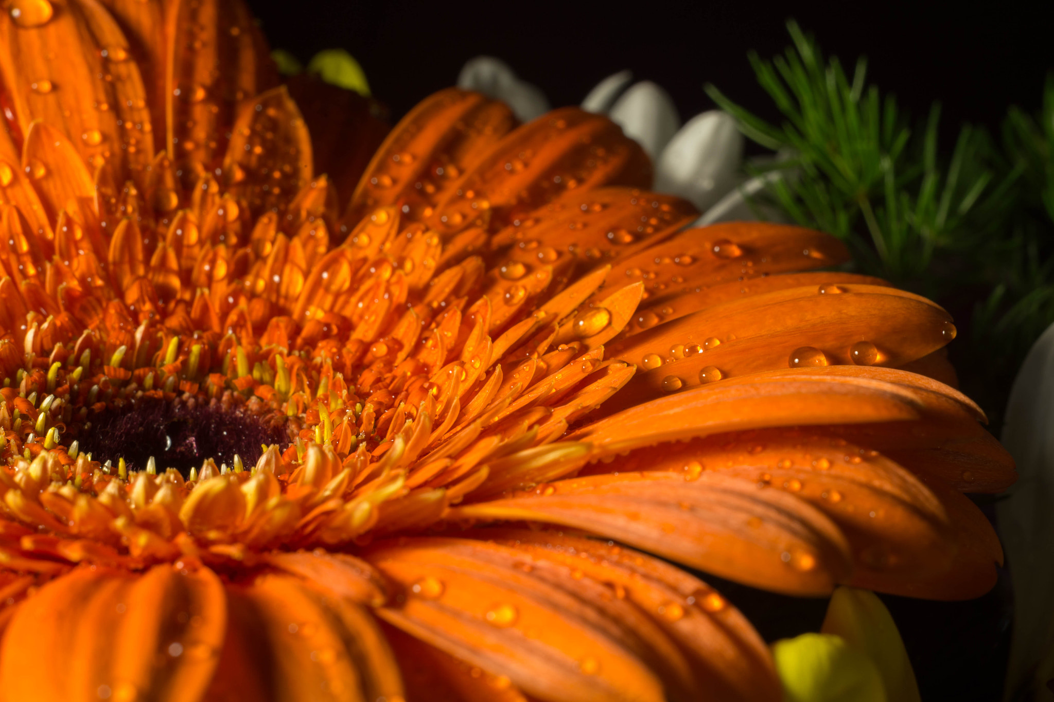 Canon EOS 6D + Canon EF 28-80mm f/3.5-5.6 sample photo. Gerbera photography