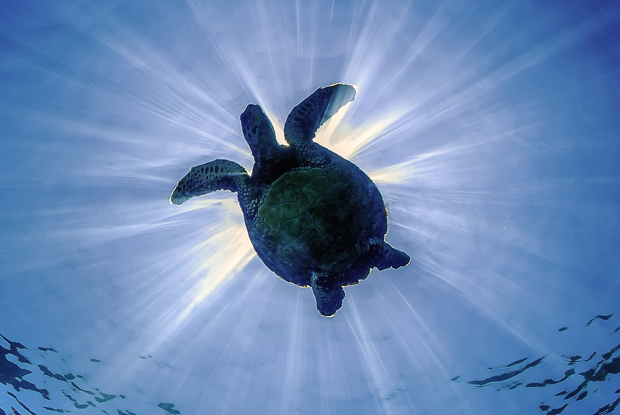 Nikon D200 + Nikon AF Fisheye-Nikkor 16mm F2.8D sample photo. Turtle against the sun photography