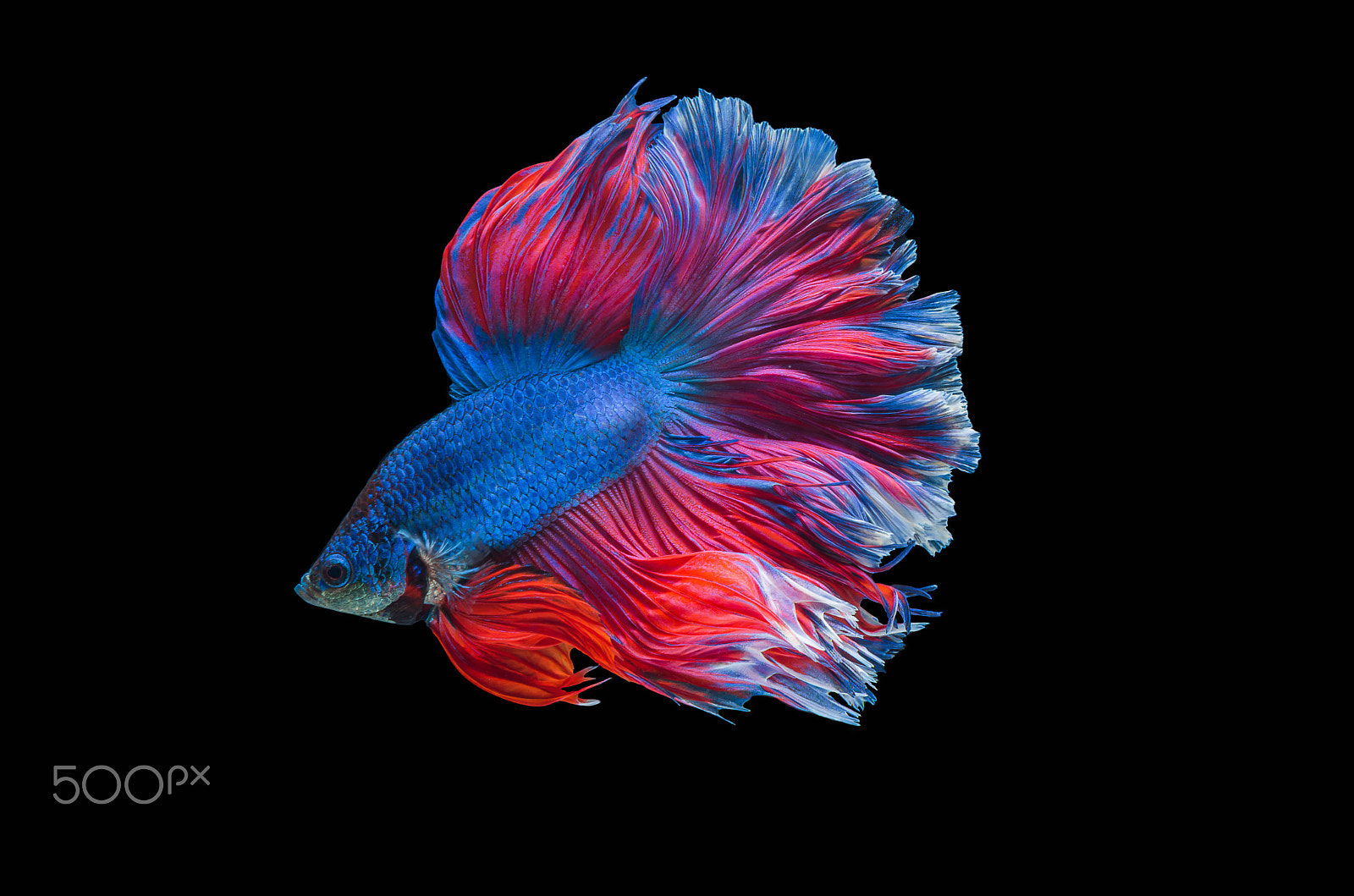 Nikon D7000 + Nikon AF-S Micro-Nikkor 60mm F2.8G ED sample photo. Rhythmic of betta fish, siamese fighting fish,isolated on black photography