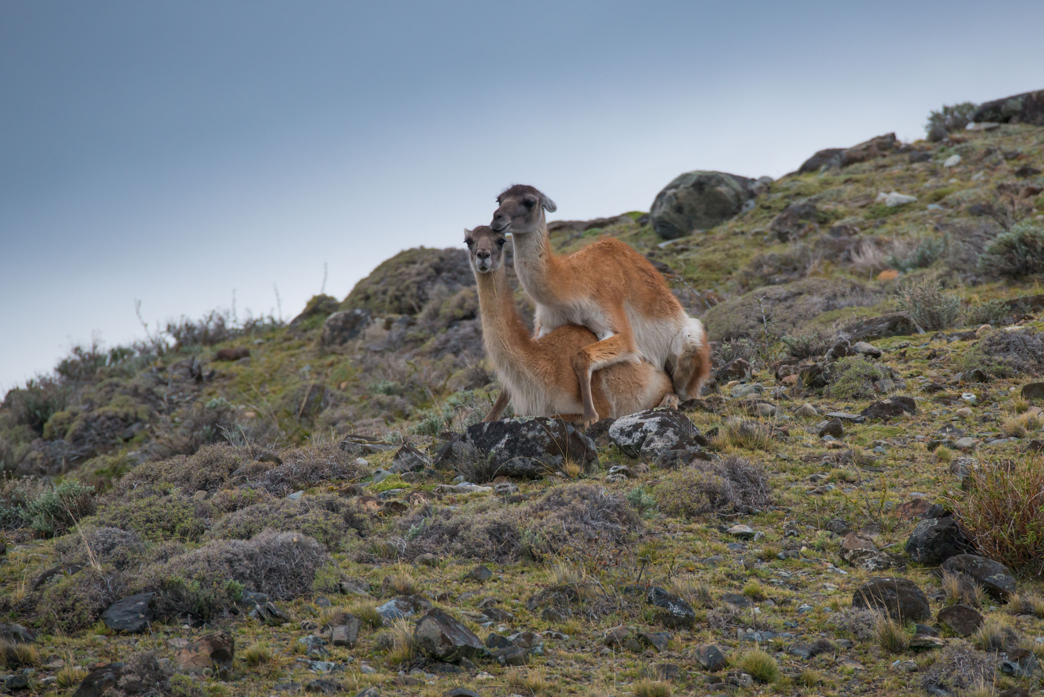 Nikon D800 + Sigma 150-600mm F5-6.3 DG OS HSM | S sample photo. Mating guanacos photography